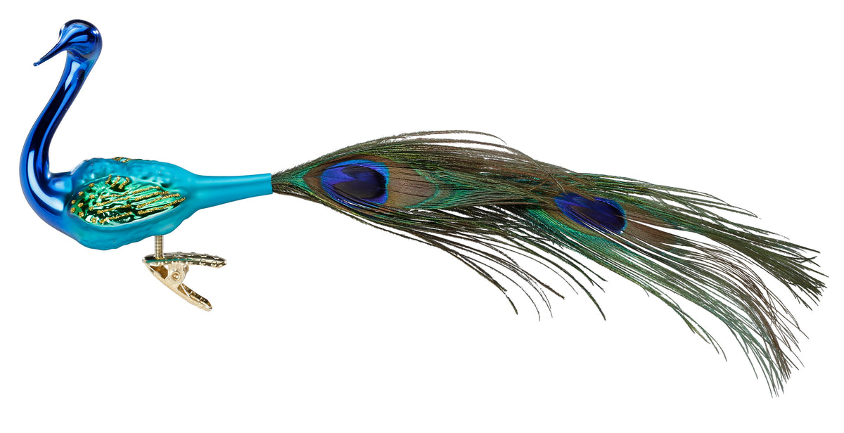 Magnificent Peacock